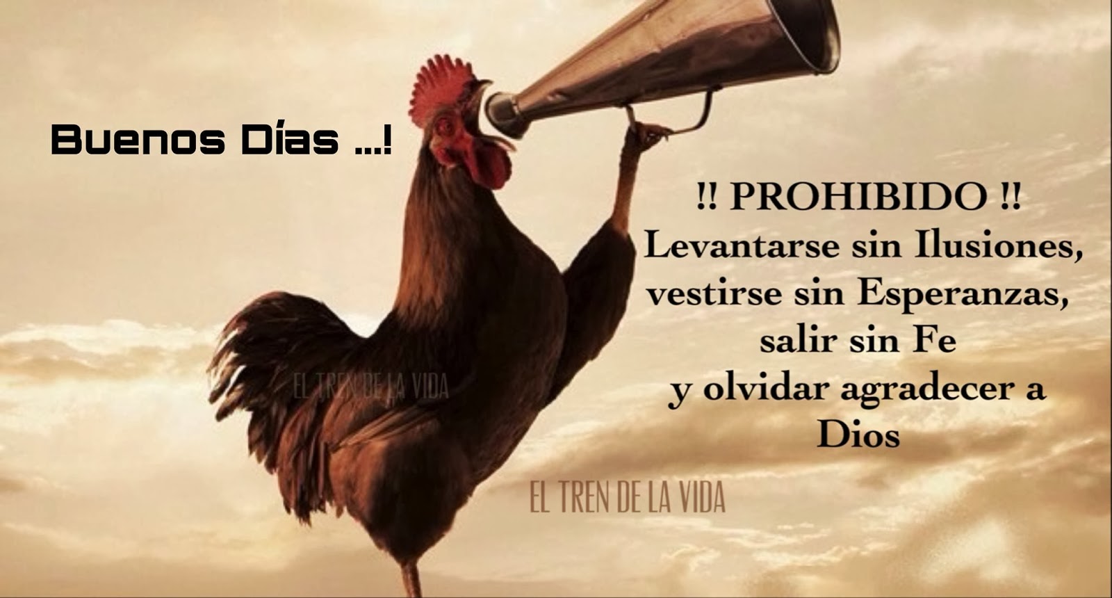 Imagenes Con Frases De Buenos Dias Con Gallos | la lucha de zafiro quot quot quot buen d 237 a para todos Imagenes Con Frases De Buenos Dias Con Gallos | la lucha de zafiro quot quot quot buen d 237 a para todos