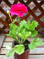 ranunculus in one of my pots