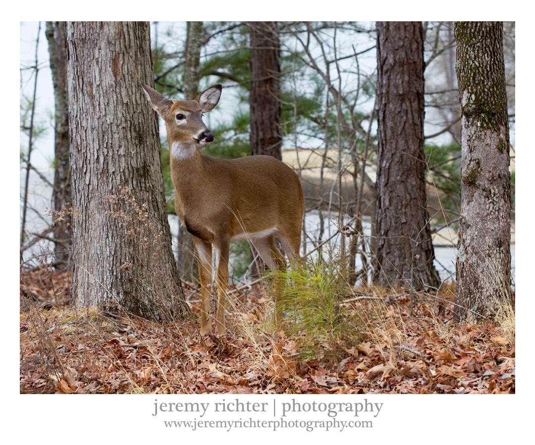 jeremy richter photography blog Black Tailed Deer at Lake
