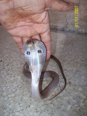 Baby Cobra