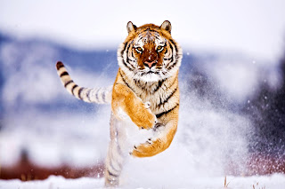 Tiger Running in Snow HD Wallpaper
