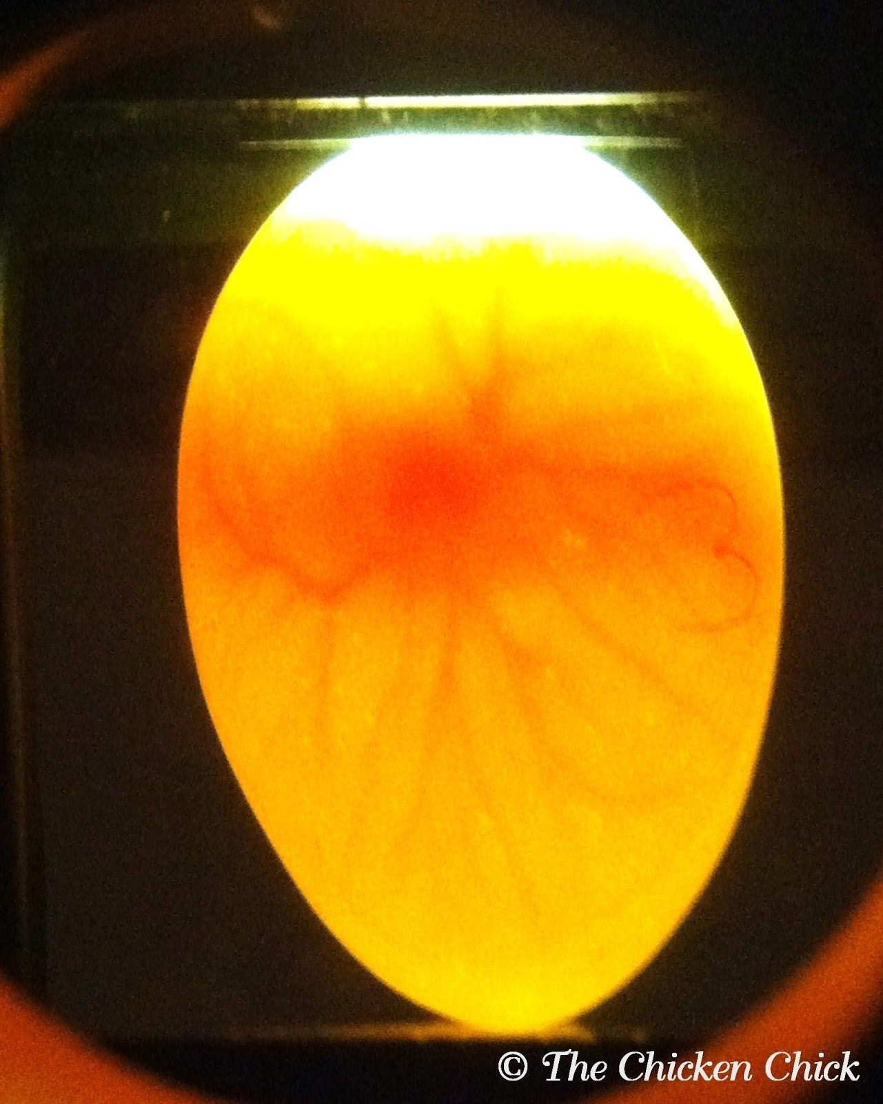 Facts and Myths about Fertile Eggs The Chicken Chick®