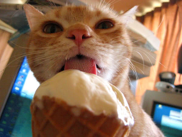Image result for photo of embarrassed cat eating ice cream