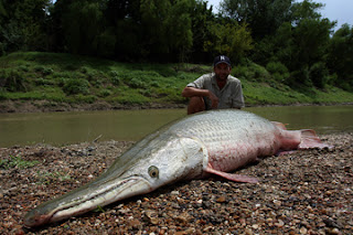 gar alligator reversing extinction done being redrop report