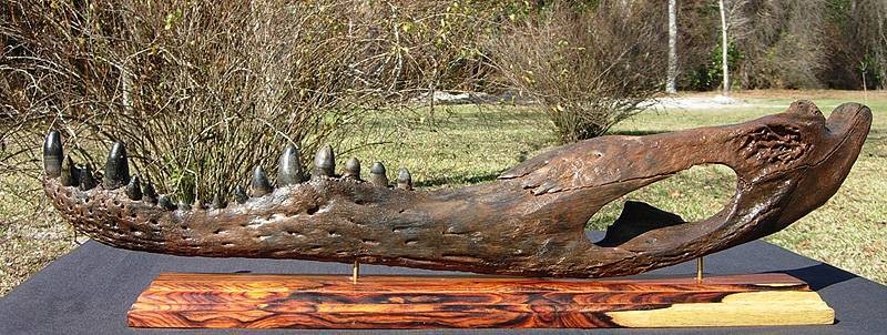 Crocodilian Anatomy