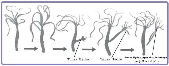 Biak hydra … berkembang dengan cara Bagaimana porifera