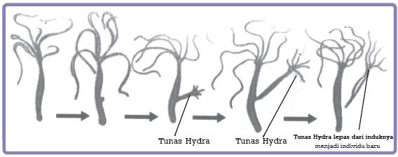 Hydra berkembang biak dengan