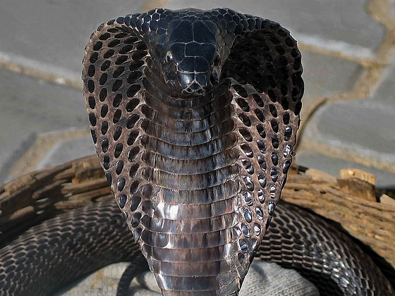 Wallpaper Black Cobra | animals world black cobra best wallpapers Wallpaper Black Cobra | animals world black cobra best wallpapers