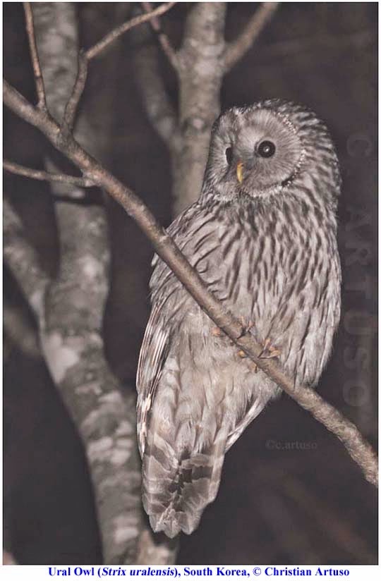 Christian Artuso Birds, Wildlife A few owls of South Korea