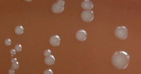beneficial-bacteria.jpg