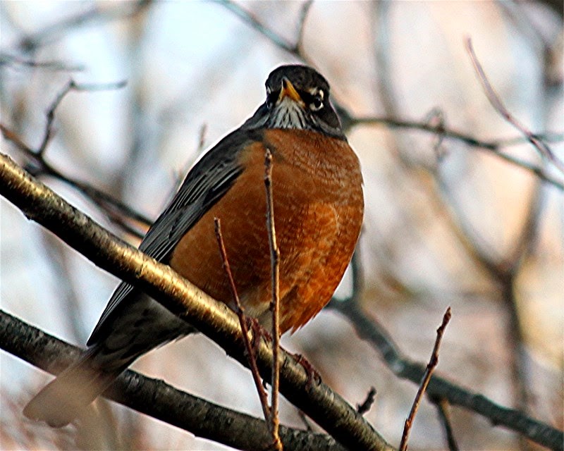 nature tales and camera trails Lots of American Robins in our yard!