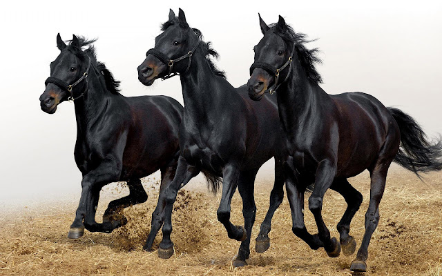 Three black horses running fast