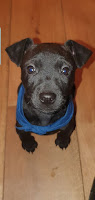 Elfie A PatterJack pup (Patterdale x Jack Russell)