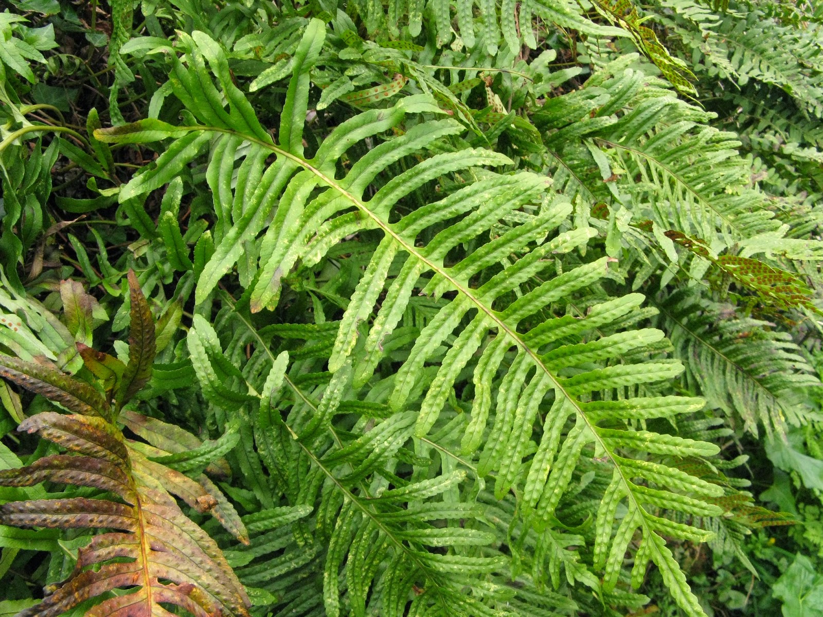 Polypodium cambricum frond shape Polypodium cambricum frond shape
