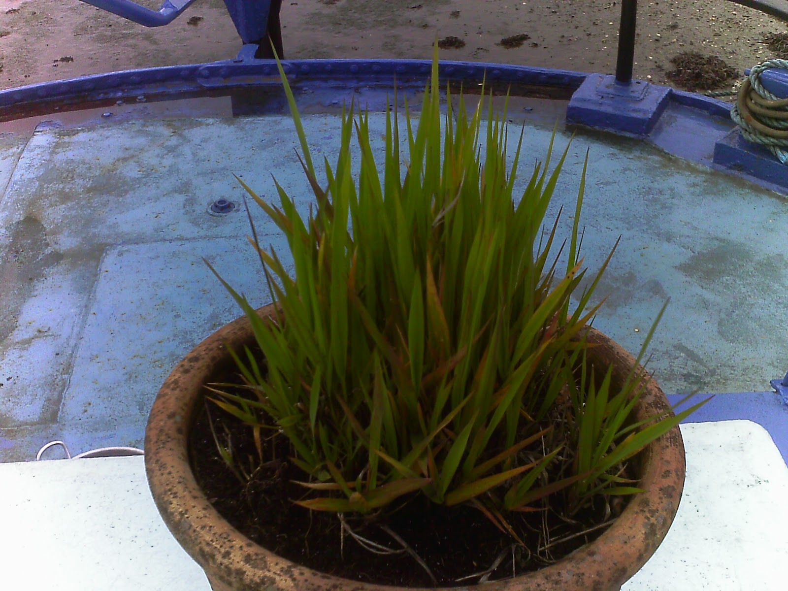 Sam Pedro's Reed canary grass (Phalaris arundinacea)