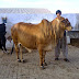Alam Cattle Farm Bull For 2013