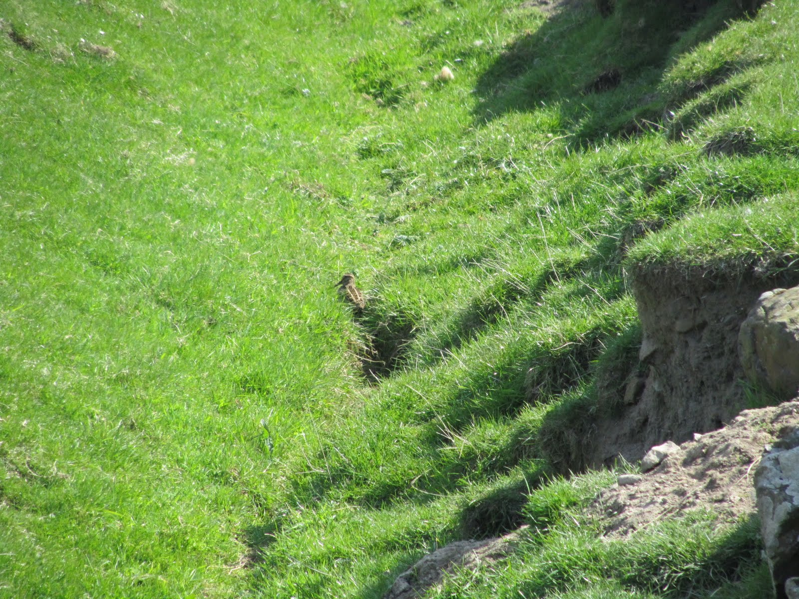 Wryneck Bird