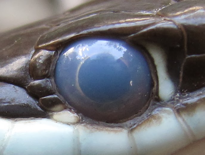 Life is short, but snakes are long How snakes see through closed eyes