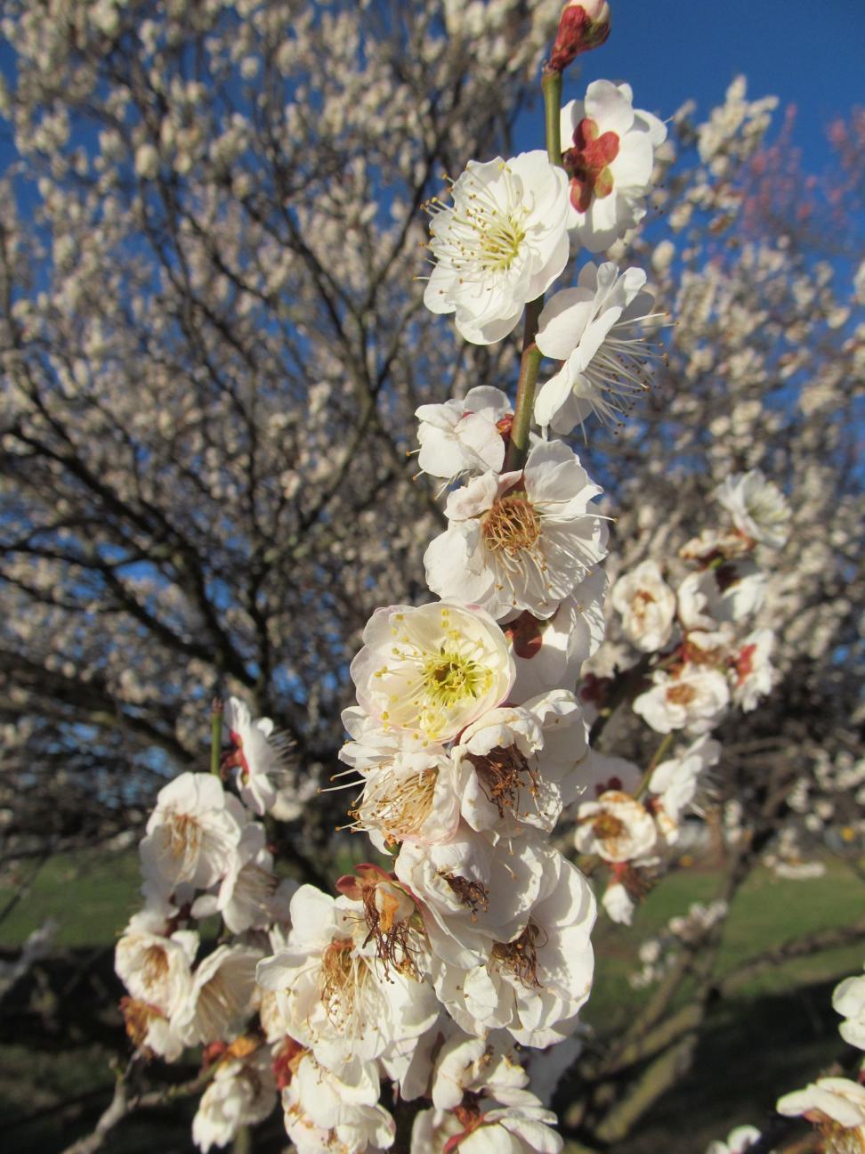 PhyloBotanist Botany picture 90 Ornamental cherry tree