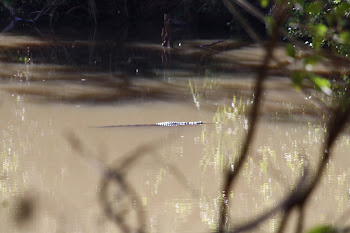 Freshwater croc, about 5 feet Mataranka