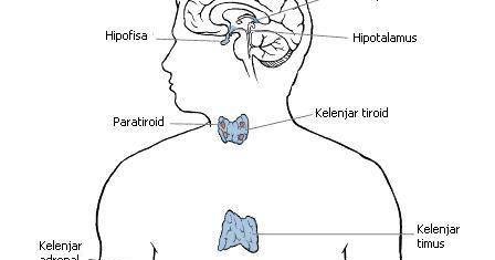Pengertian Sistem Hormon Beserta Fungsi dan Bagiannya - Aktif Belajar