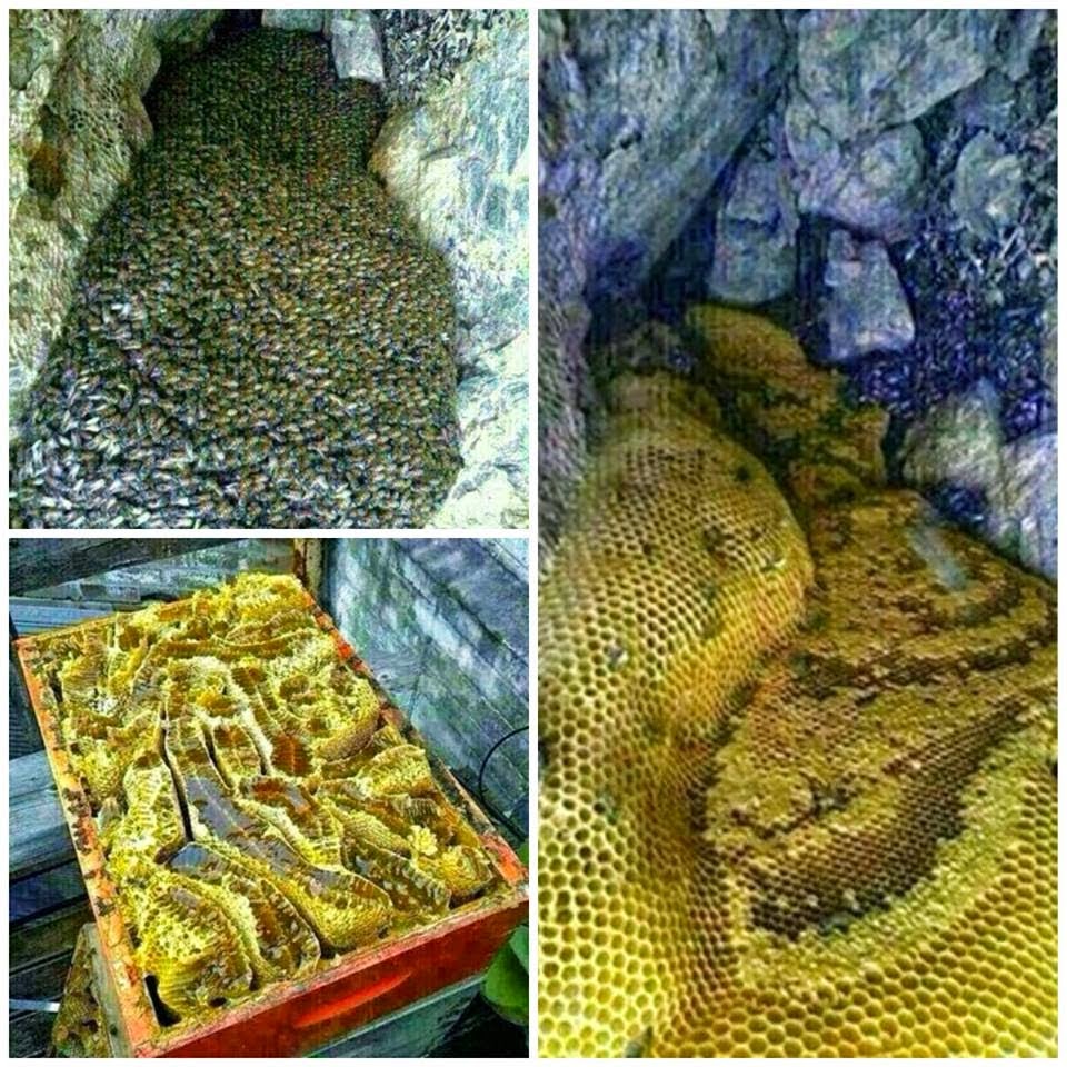 فى اليمن جبل به انهار من العسل المصفى فتيوهات