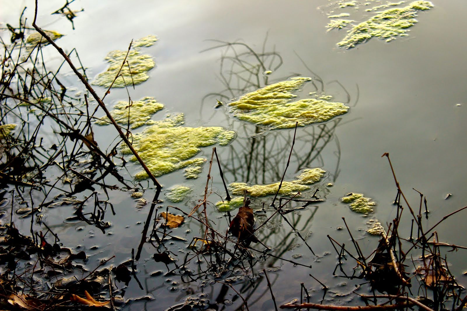 Pond at Sunset