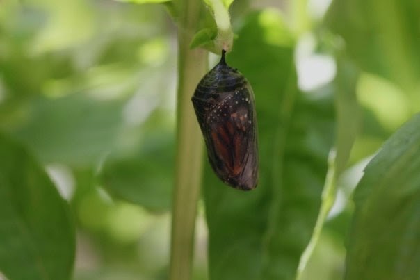 Alive Butterflies