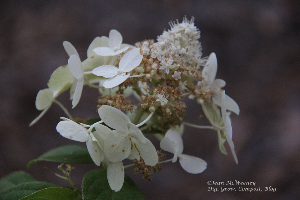 Echoes Of Eden Dayle King Searle Hydrangeas For Alkaline Soil