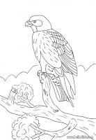 Cute Animals Coloring Pages