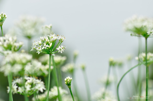 [桃園] 大溪中新里韭菜花