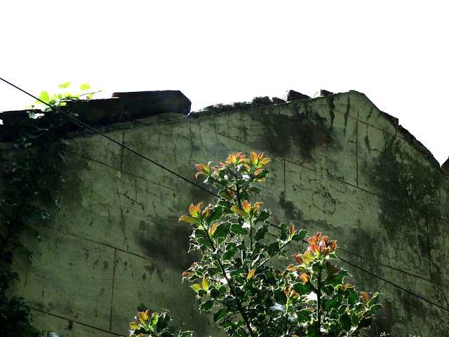 Holly bush with new red leaves in front of fallen appart house with slate roof and ivy.