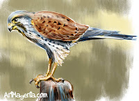 Common Kestrel is a bird painting from Bird of the Day by artist and illustrator ArtMagenta.com