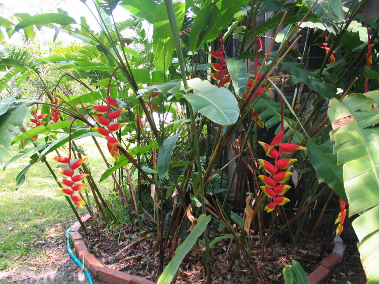 Heliconia%20Rostrata-Lobster%20Claw%2018.jpg