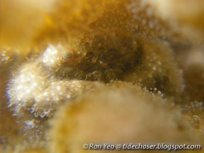 Hairy Coral Crab (Cymo andreossyi) Hairy Coral Crab (Cymo andreossyi)