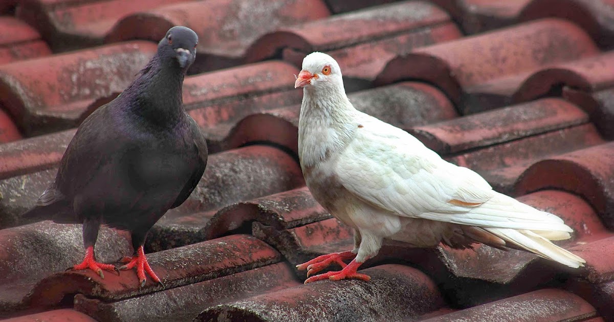 Camperenik Project Beternak Burung Merpati