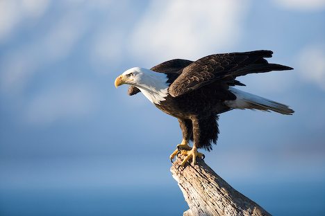 Eagles have adapted well to their dominant predatory lifestyle