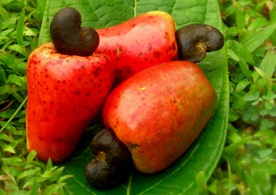Nigeria cashew exports worth N49.7b Nigeria cashew exports worth N49.7b