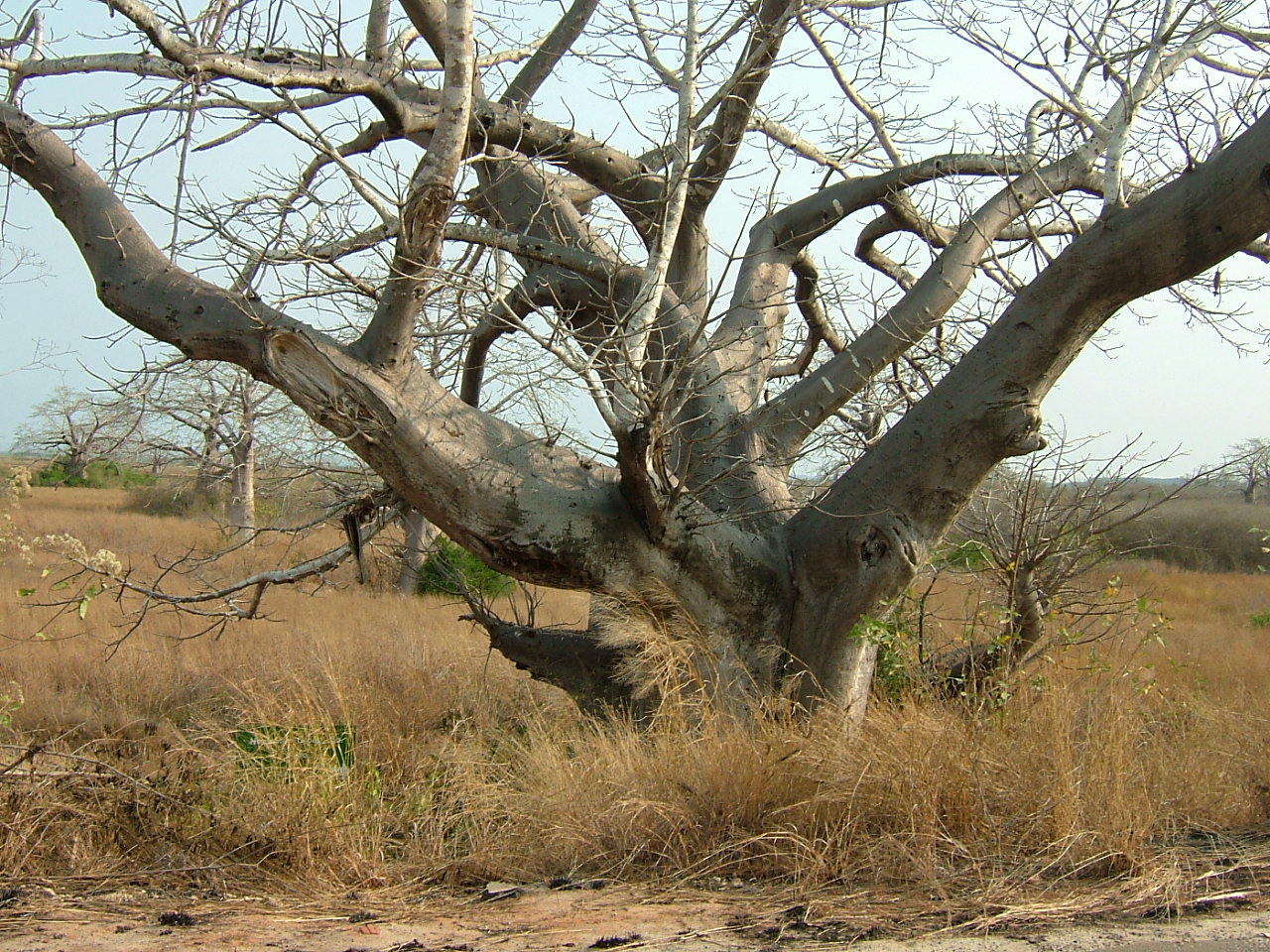 A ESTRADA DE CATETE, UMA FOTOGRAFIA DE ANGOLA!