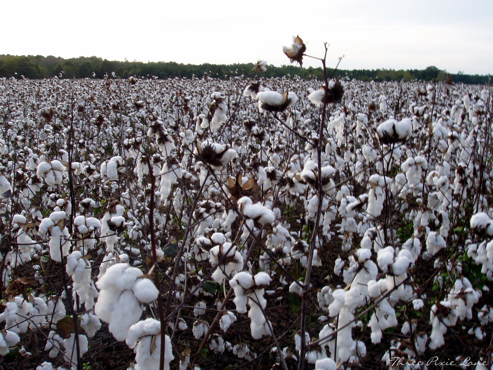 The snow of the south cotton fields in full bloom... from Three Pixie