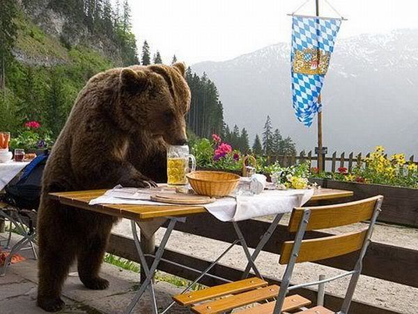 funny+bear+russian+(1).jpg