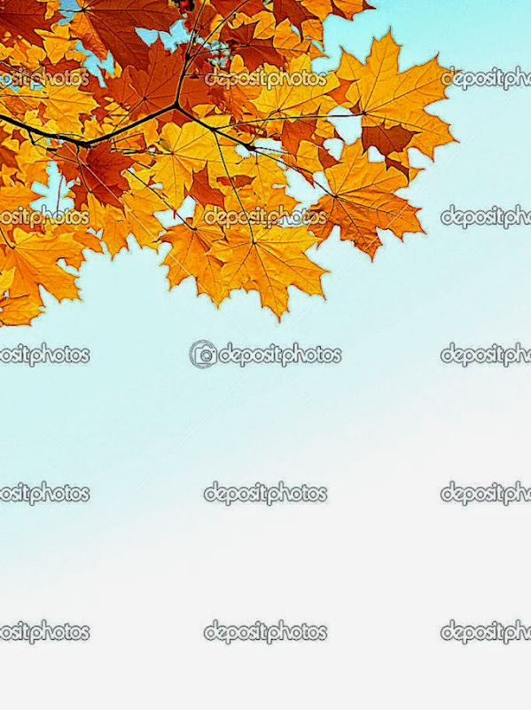 Branch with autumn mapple yellow leaves and copyspase — Stock Branch with autumn mapple yellow leaves and copyspase — Stock