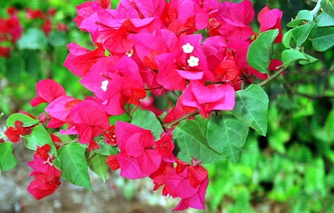 Begonvil Sarmasigi Bougainvillea Glabra Sarilici Tirmanici Bitkiler Sarmasik Turleri