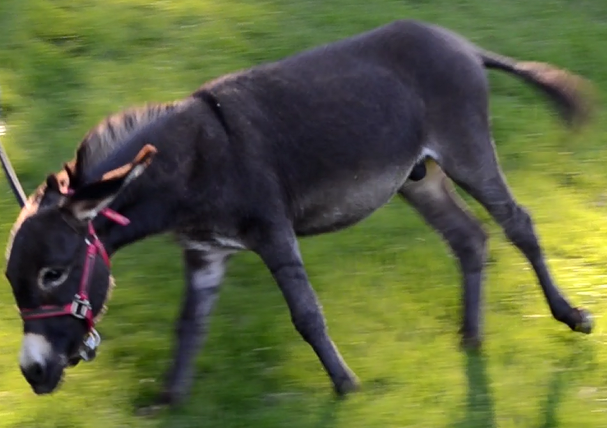 adventure time donkey adventure time donkey