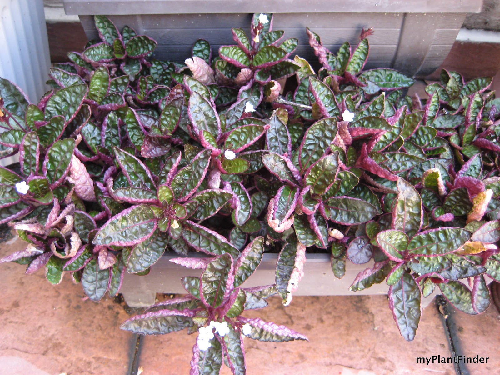 MY PLANT FINDER Plant Guide Hemigraphis alternata �Exotica�