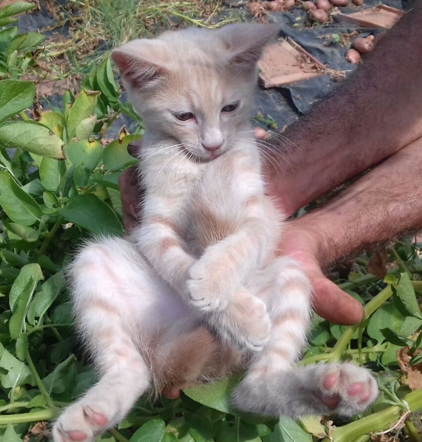 Cuoredicane Cuccioli Di Gatto Uno Nero E Uno Rosa Cercano Casa
