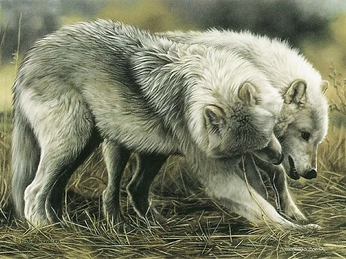 Lesley Harrison | American  Wildlife painter