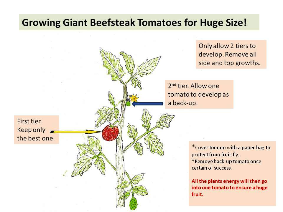 Vegetable Garden for the World Giant Beefsteak Tomato How to Grow for