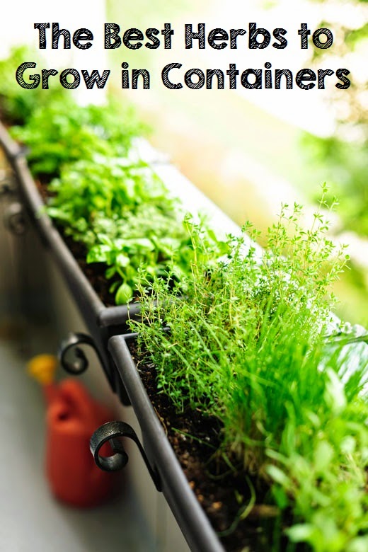 The best herbs to grow in containers Herbs Organic Gardening