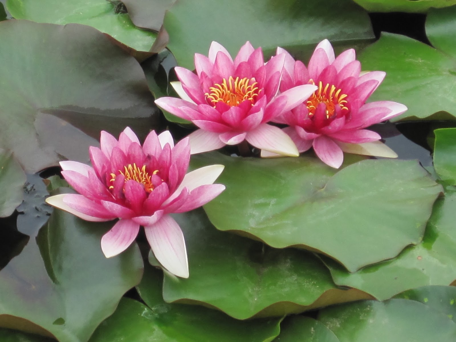 Seputar Tanaman Bunga Lotus Petani TOP Seputar Tanaman Bunga Lotus Petani TOP
